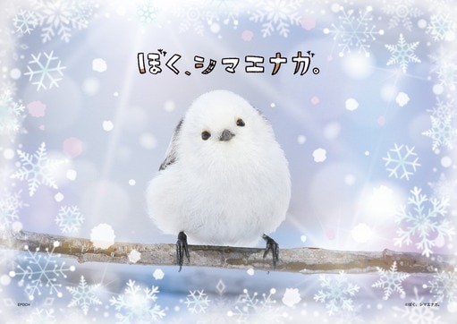 『ぼく、シマエナガ。』の絵柄