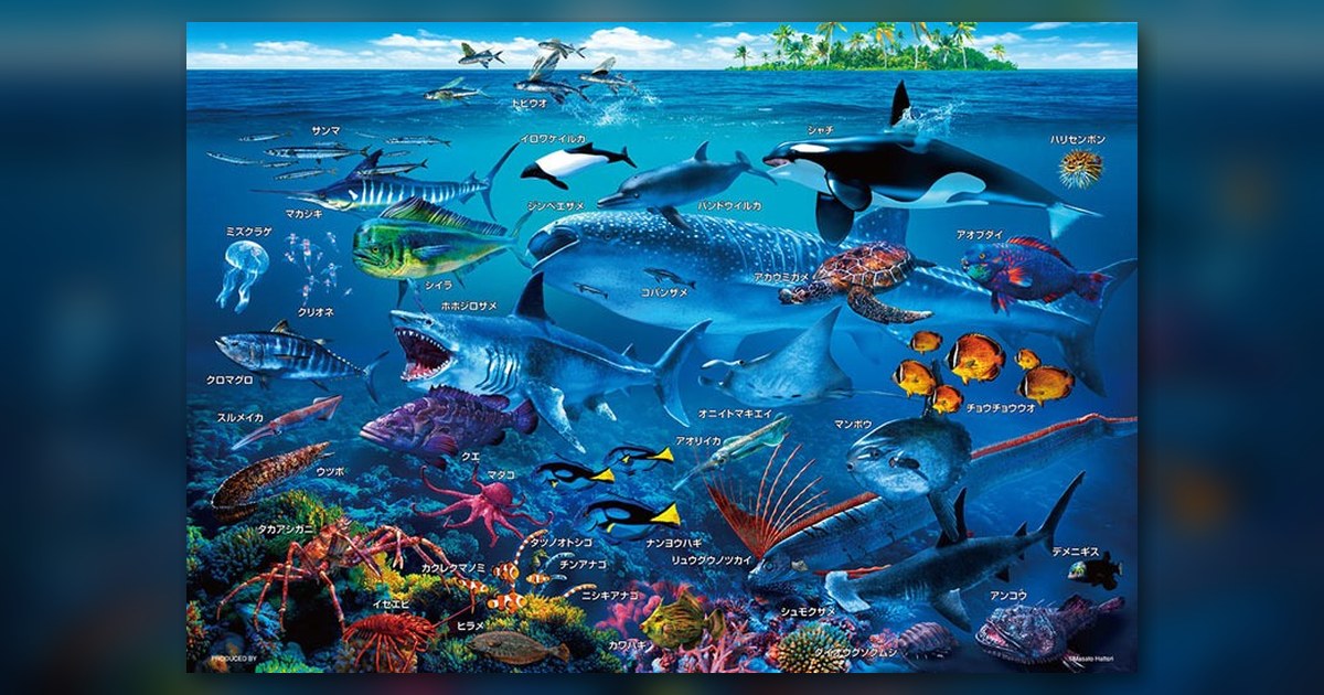 『海の生物おぼえちゃおう!』の絵柄