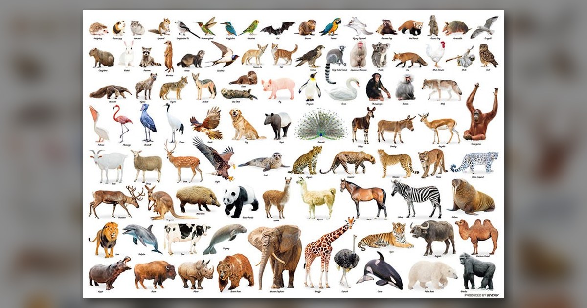 『Animal Collection』の絵柄